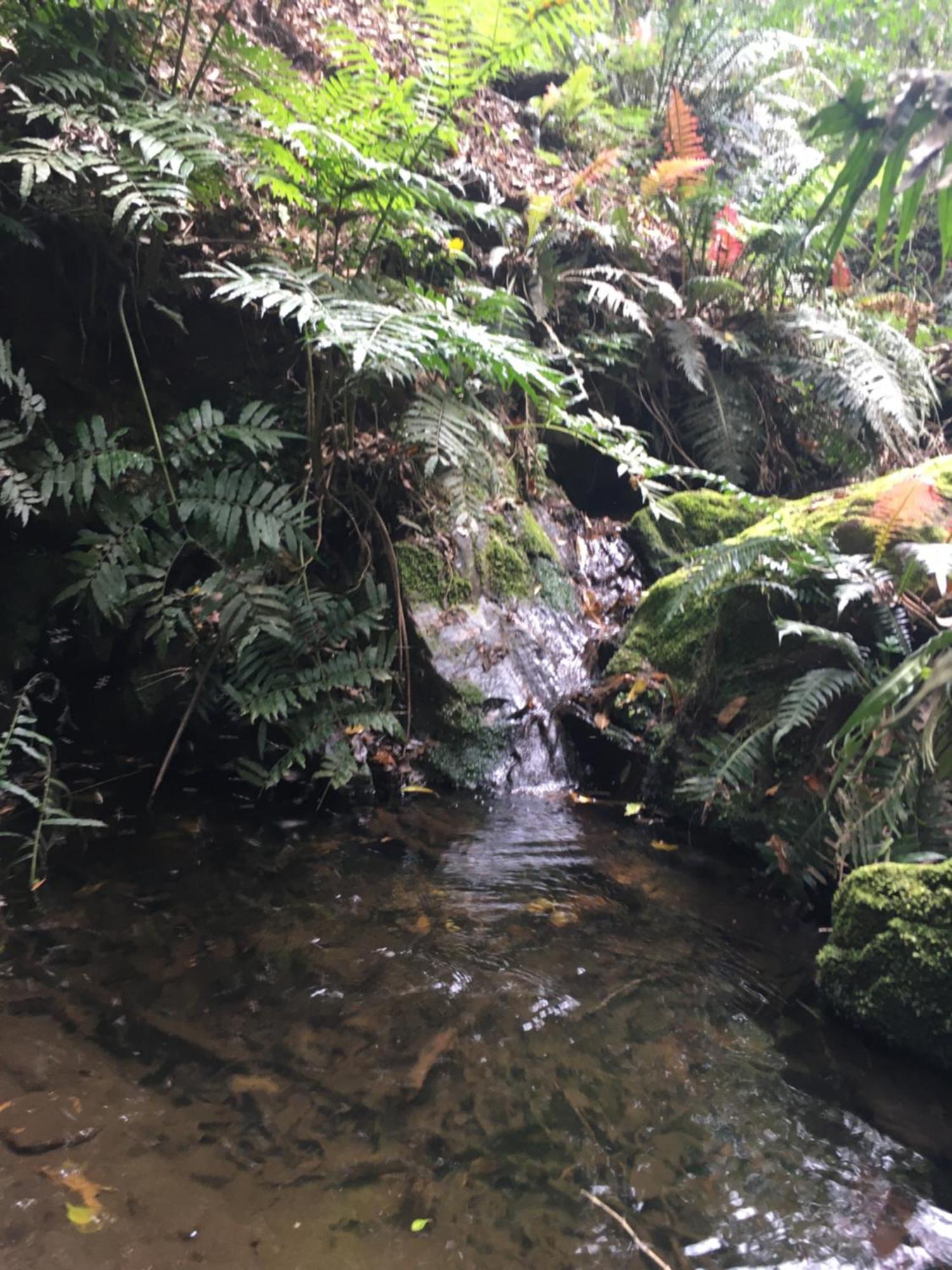 Pura Vida Forest *