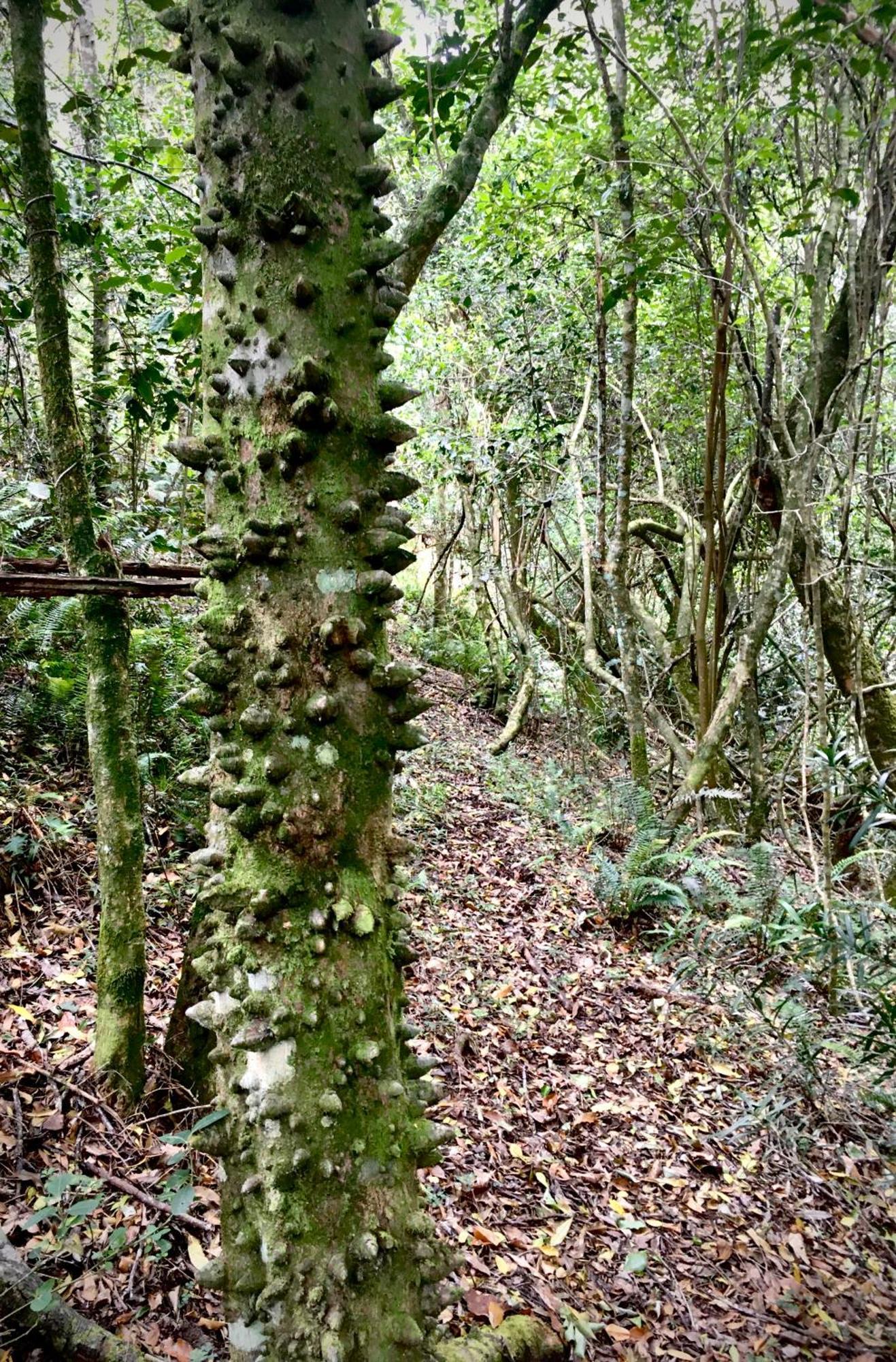 Holiday home Pura Vida Forest Witelsbos